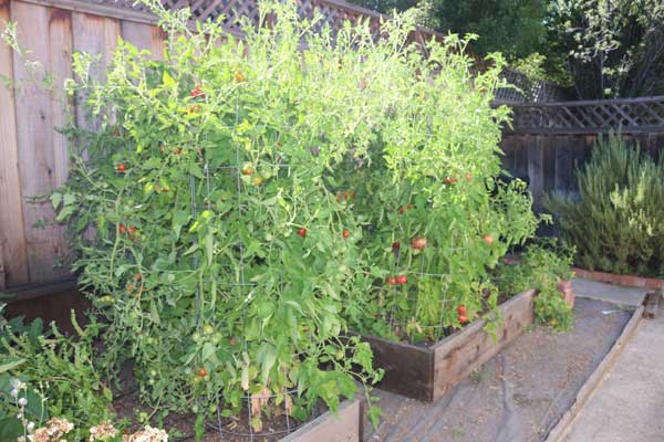 Vegetable box in full growth