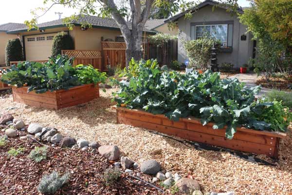 Edible frontyard