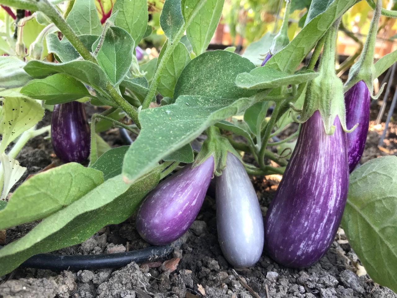 EdibleBack_Eggplant