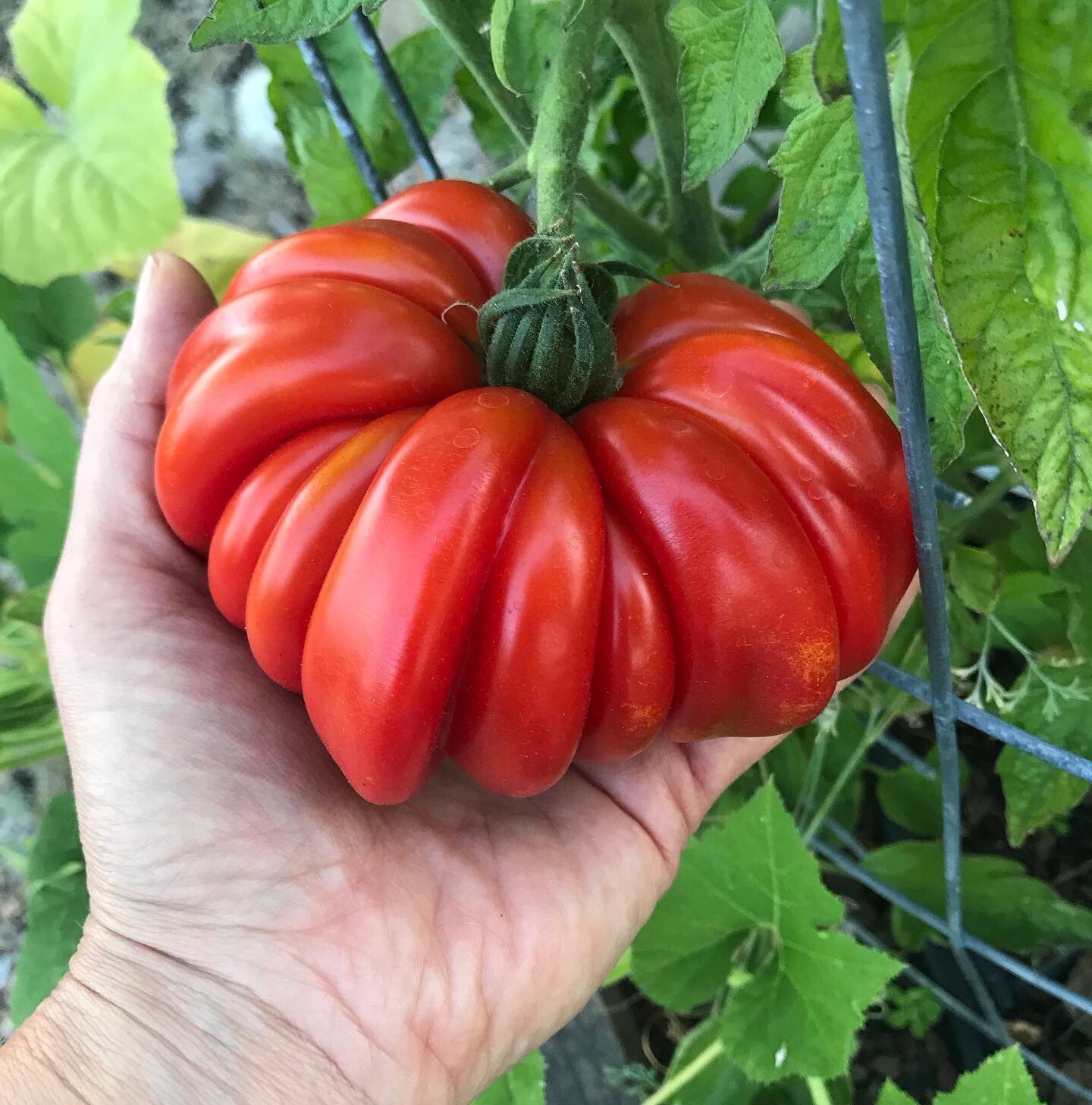 Grow Your Food…Now!